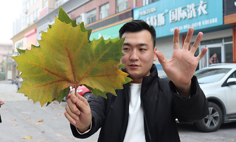 純電動樹葉收集車，秋季梧桐落葉收集轉(zhuǎn)運終結(jié)者